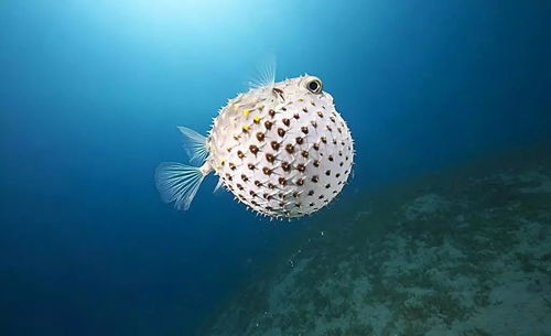 海洋生物究竟有多萌 看完想領(lǐng)回家養(yǎng)著