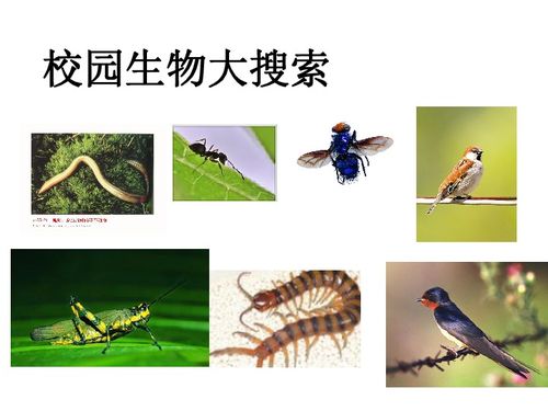 校園生物大搜索下載 科學(xué)