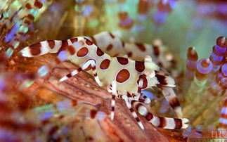 深海怪物 來(lái)自星星的海洋生物