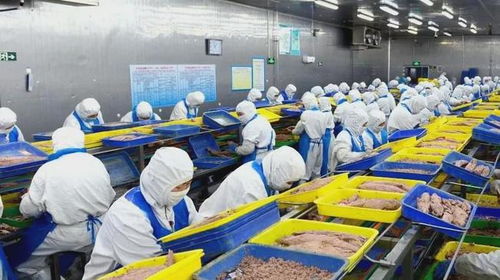 石島創新海洋科技，生物技術助力漁業產業鏈增值